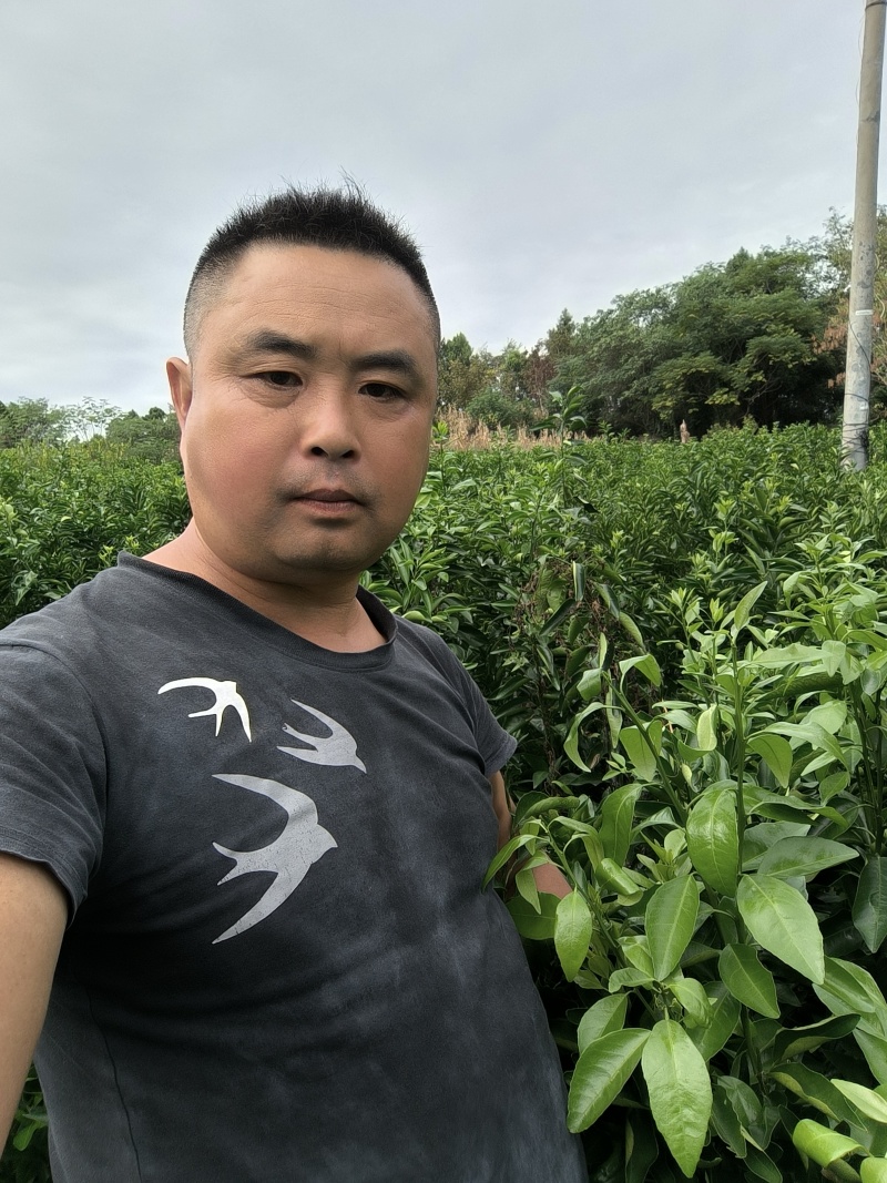 沃柑苗【柑桔苗】沃柑现挖现发提供技术欢迎咨询