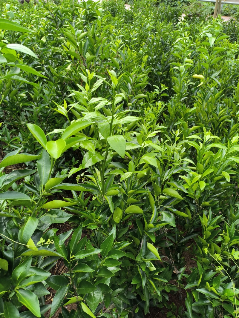 沃柑苗【柑桔苗】沃柑现挖现发提供技术欢迎咨询