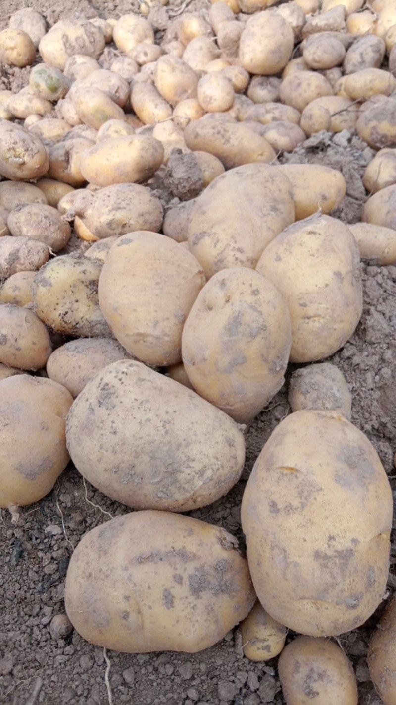 甘肃定西土豆，自家种植十多年了。黑土地的马铃薯。