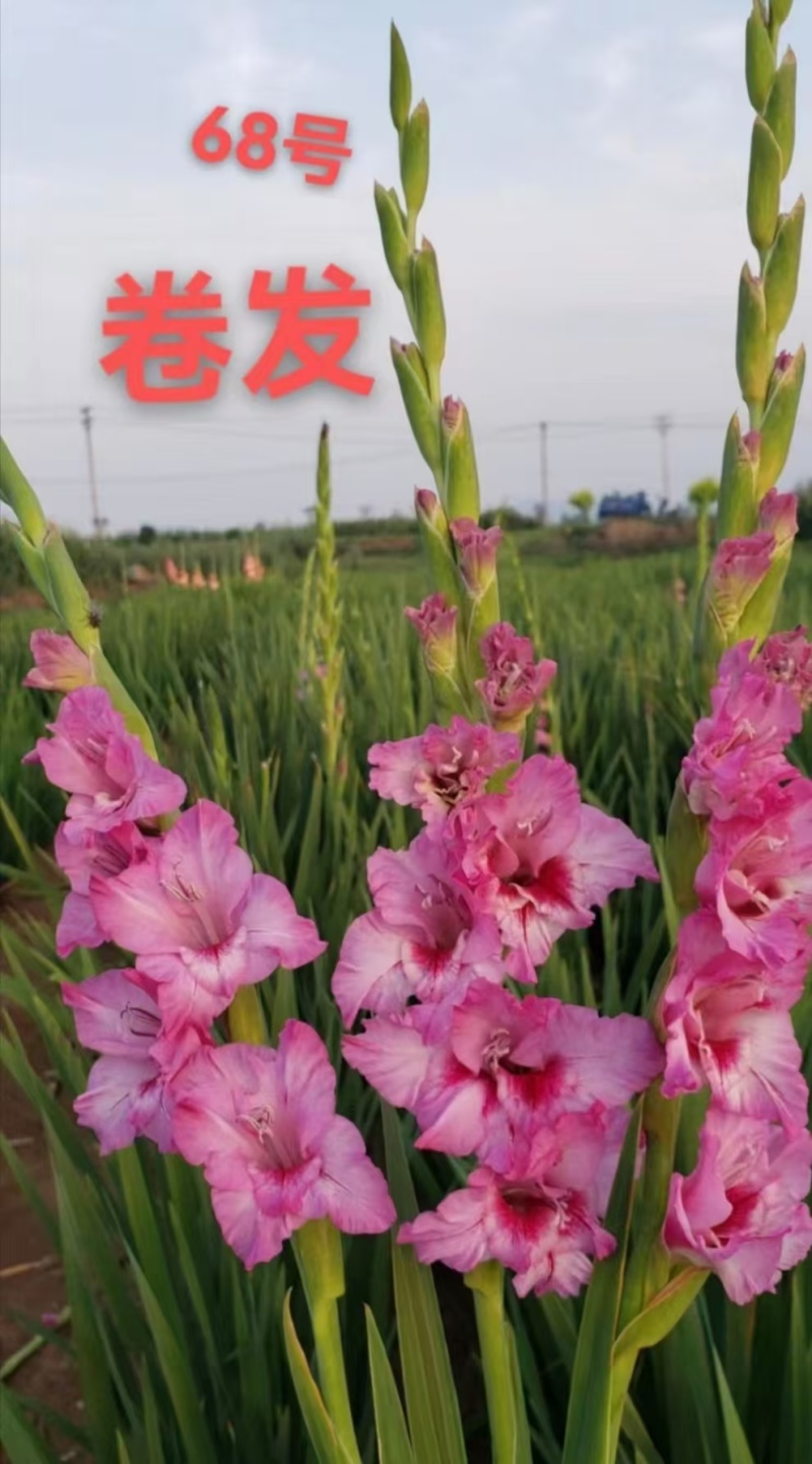 剑兰种球，电商，绿化，花海，小院种植，盆栽。