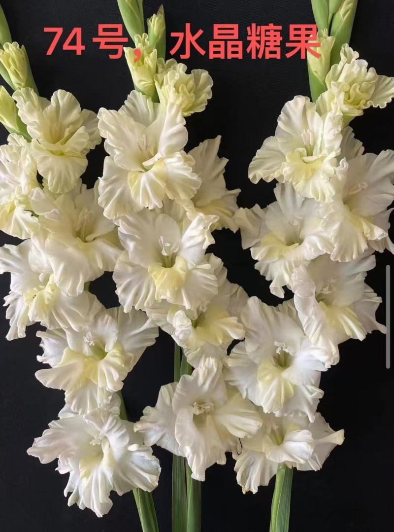 剑兰种球，电商，绿化，花海，小院种植，盆栽。