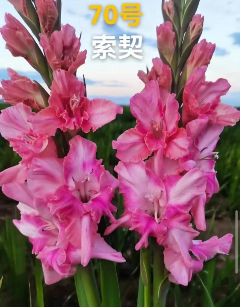 剑兰种球，电商，绿化，花海，小院种植，盆栽。