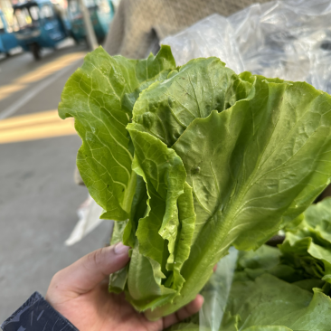 生菜精品生菜淮安意大利生菜