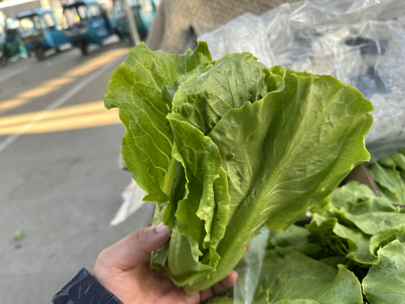 生菜精品生菜淮安意大利生菜