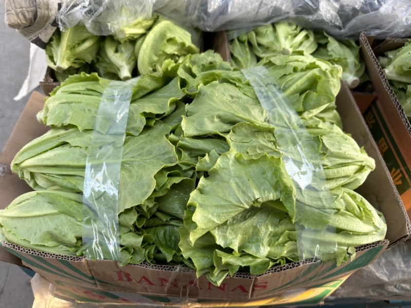 生菜精品生菜淮安意大利生菜