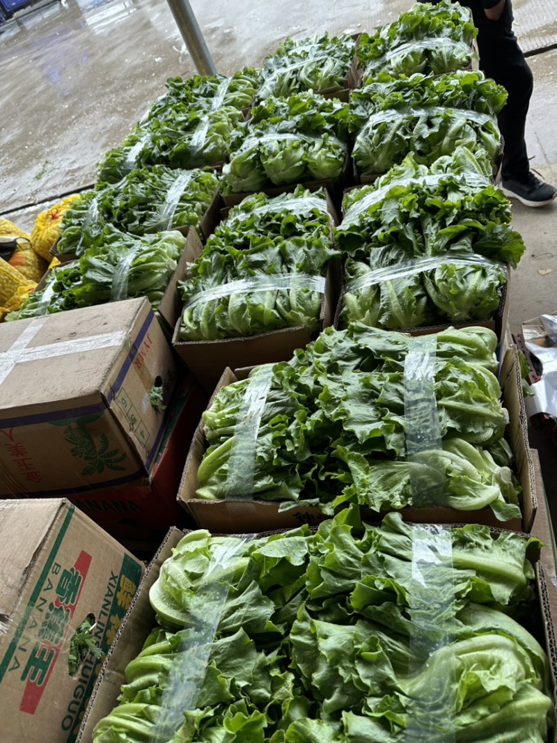 生菜精品生菜淮安意大利生菜