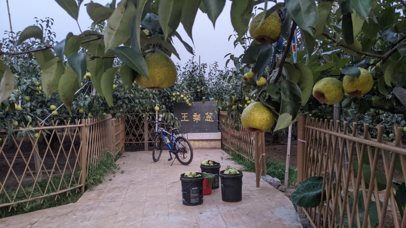 正宗莱阳梨