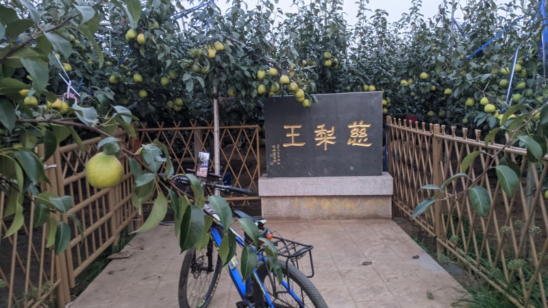 正宗莱阳梨