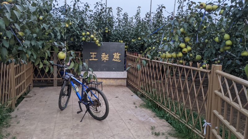 正宗莱阳梨