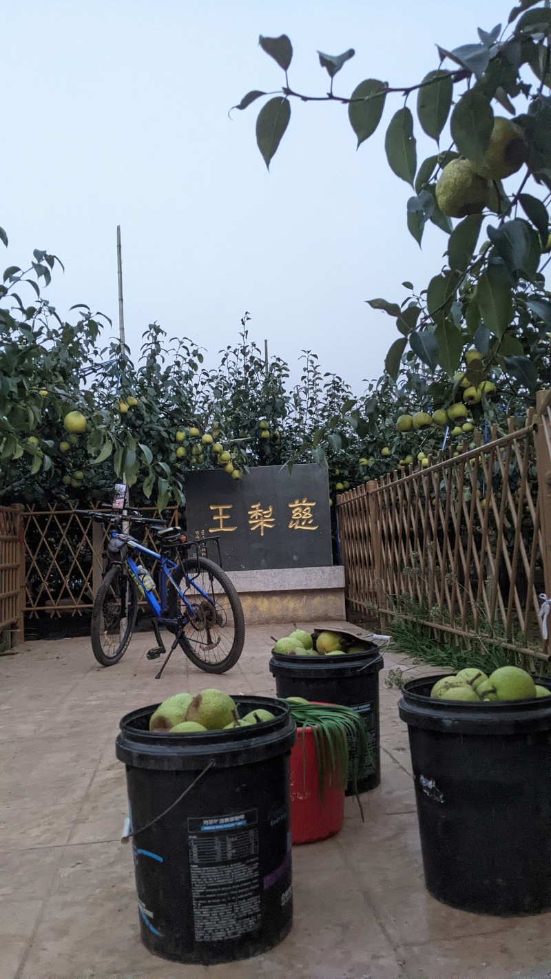 正宗莱阳梨