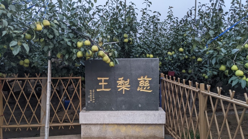 正宗莱阳梨