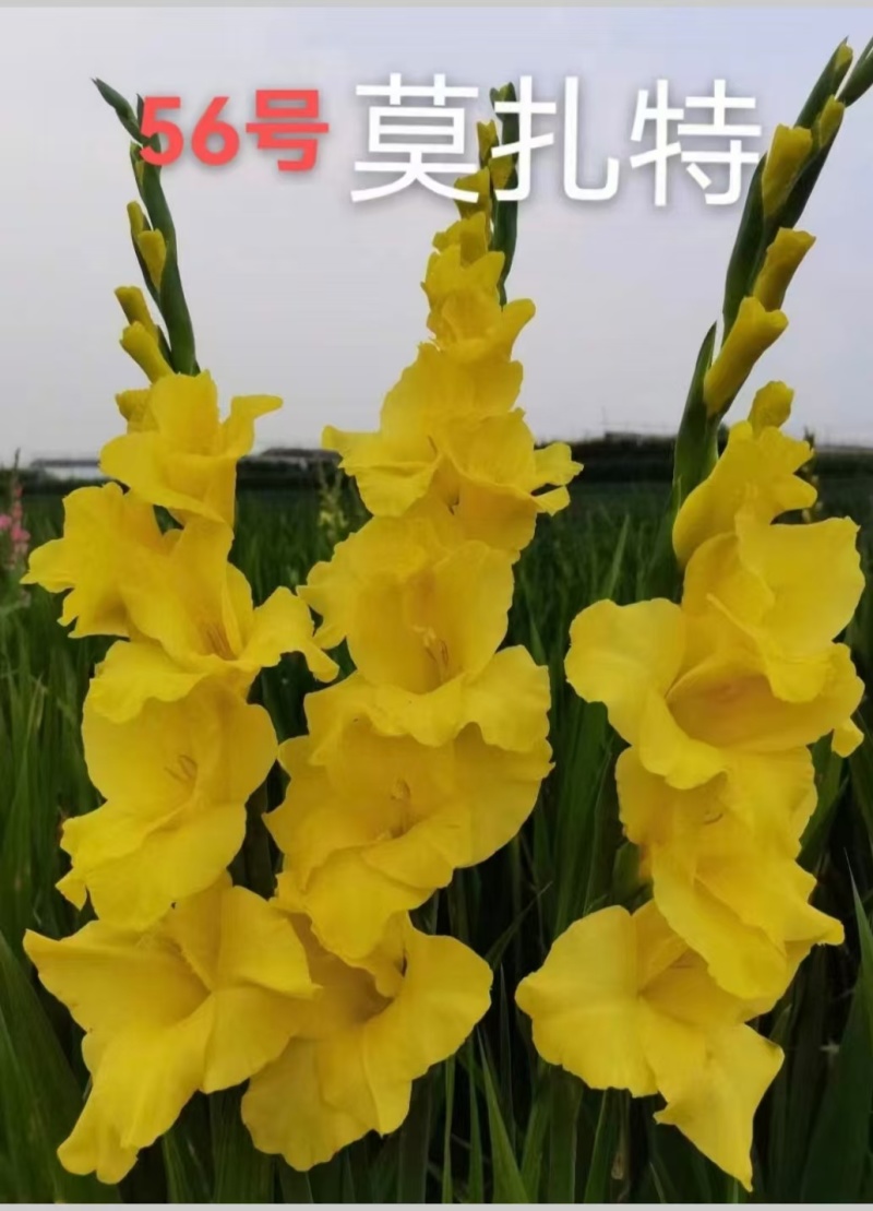剑兰种球基地直发，电商绿化，花海，小院种植