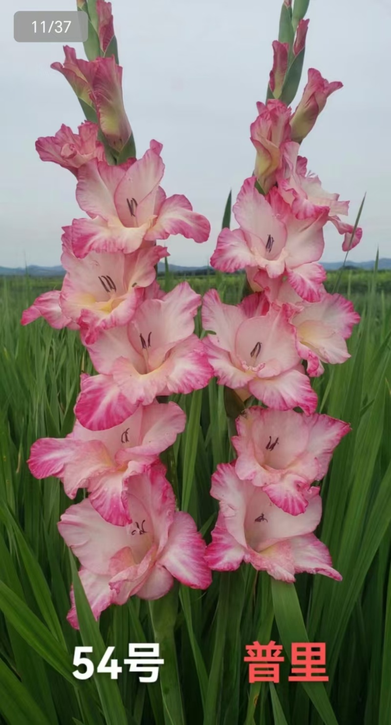 剑兰种球基地直发，电商绿化，花海，小院种植