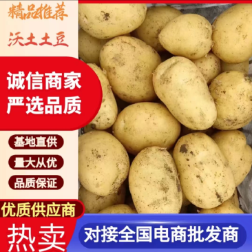 河南土豆沃土希森v7产地直供质量保证全国发货