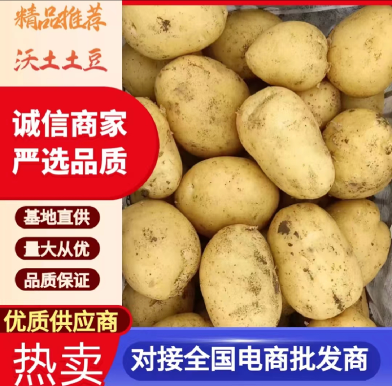 河南土豆沃土希森v7产地直供质量保证全国发货