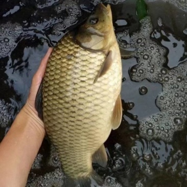 湘银鲫