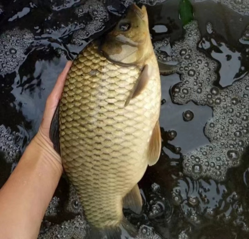 湘银鲫