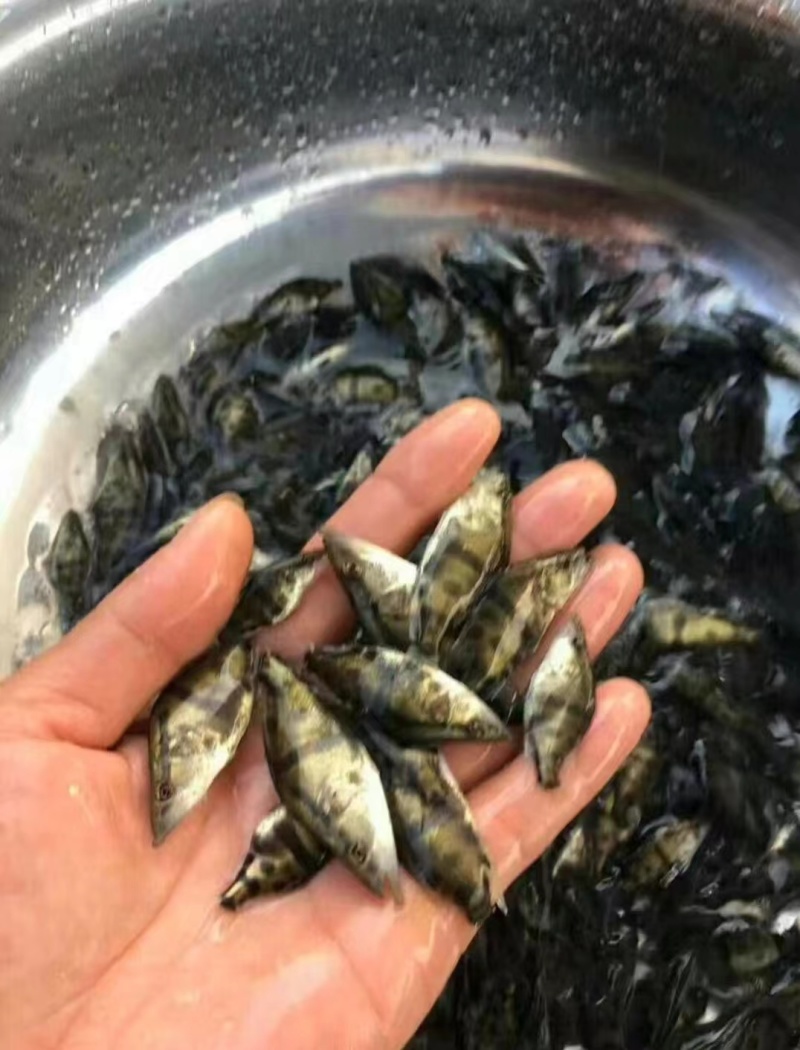 桂鱼