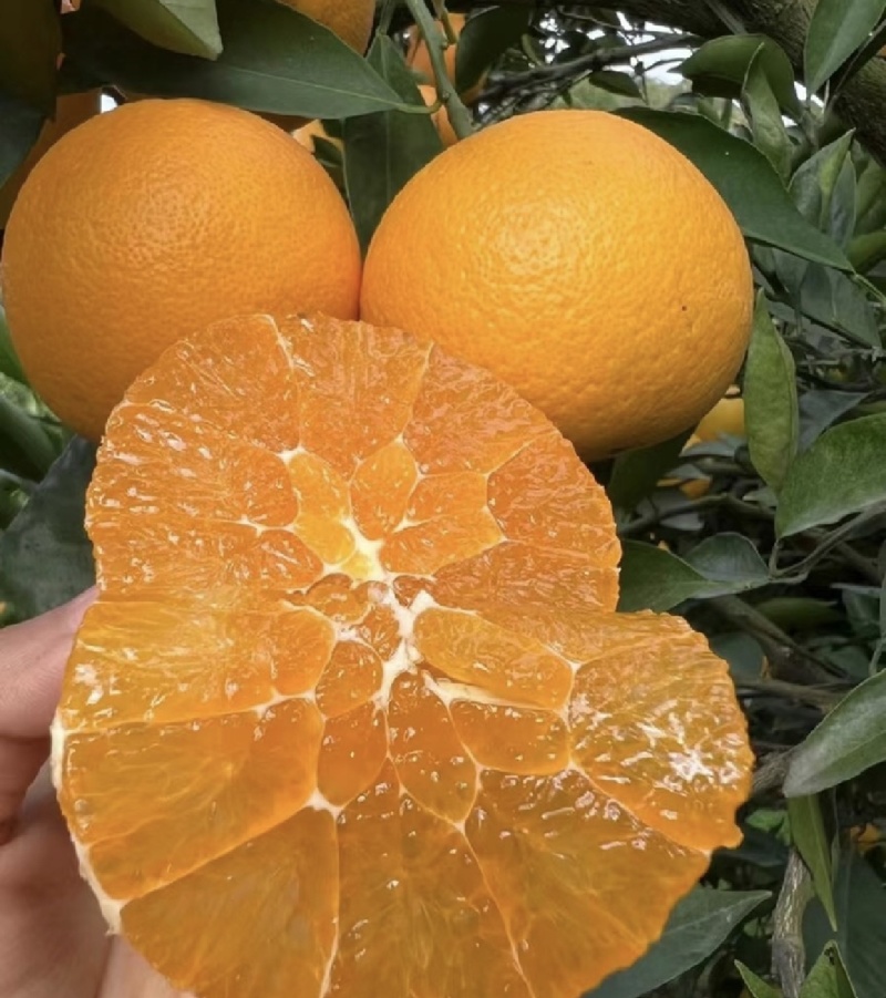 爱媛橙四川产区直发批发零售保质保量供货视频看货