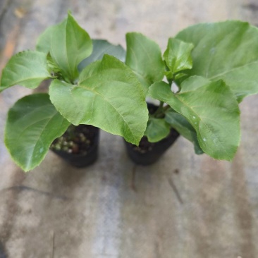 百香果苗百香果苗一手货源量大价优