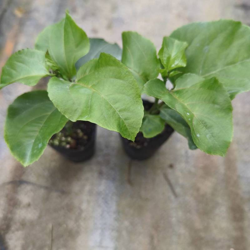 百香果苗百香果苗一手货源量大价优