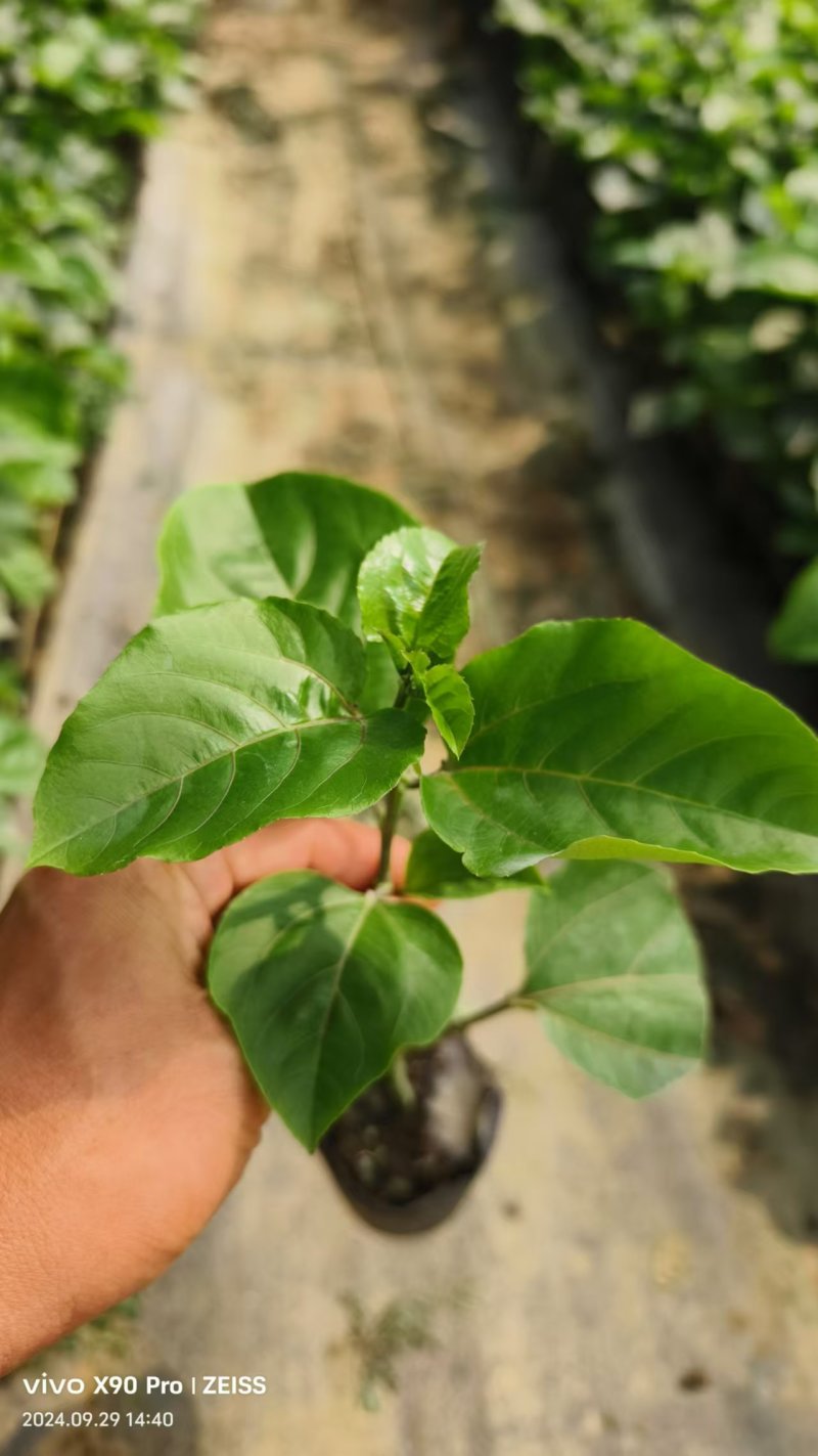 百香果苗百香果苗一手货源量大价优