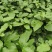 百香果苗百香果苗一手货源量大价优