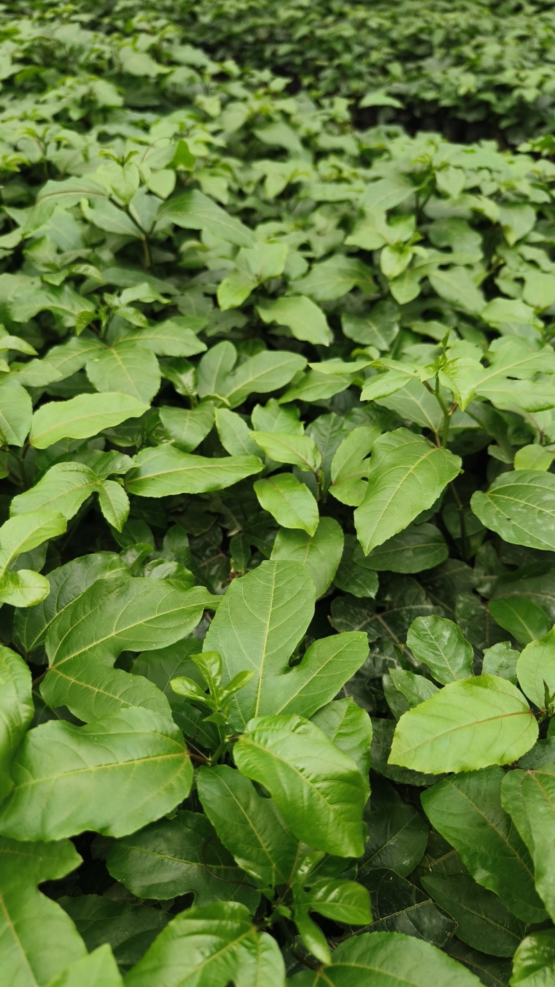 百香果苗百香果苗一手货源量大价优