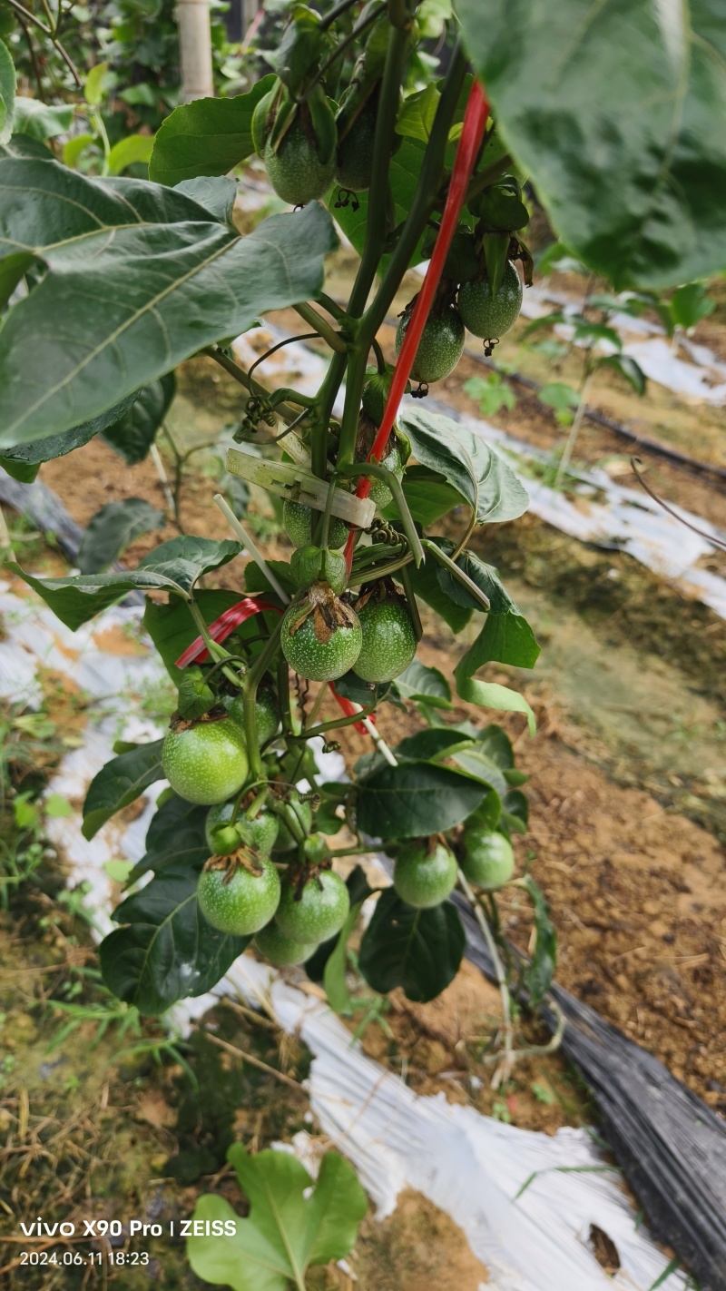 百香果苗百香果苗一手货源量大价优