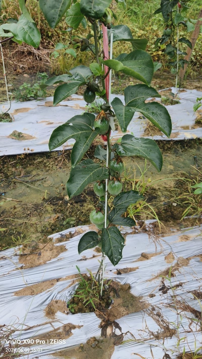 百香果苗百香果苗一手货源量大价优