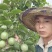 百香果苗百香果苗一手货源量大价优