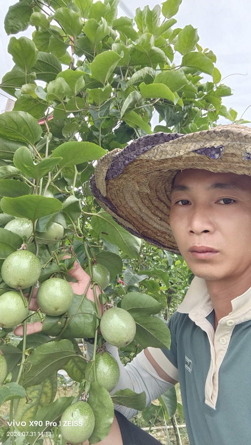 百香果苗百香果苗一手货源量大价优