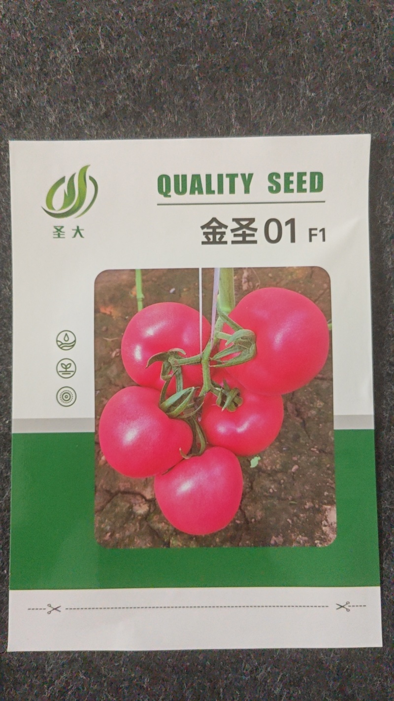 粉果西红柿种子露地拱棚金圣01抗病毒大果高圆型早熟
