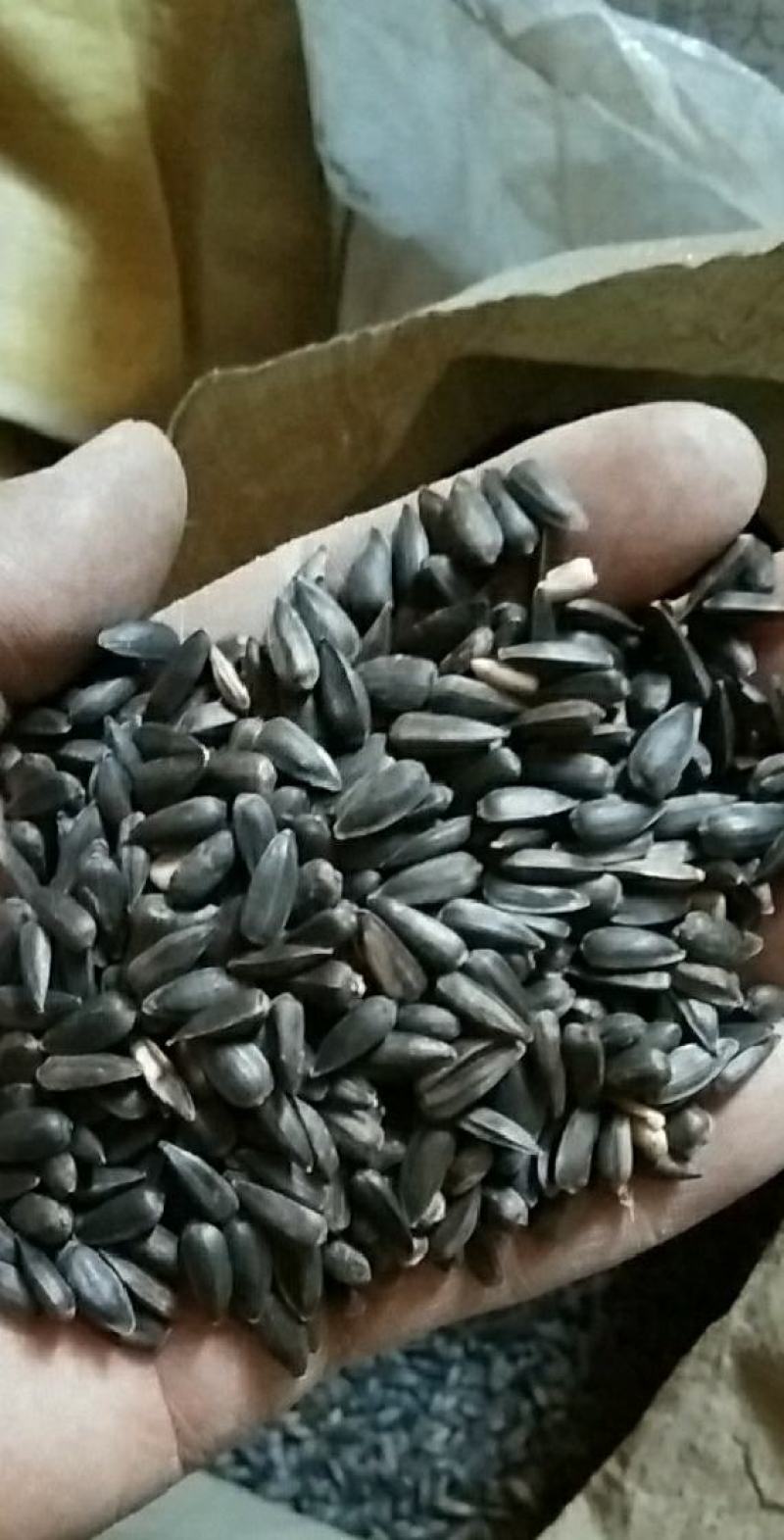 甘肃临夏精品油葵出油率高，水分少，杂质少，全国发货