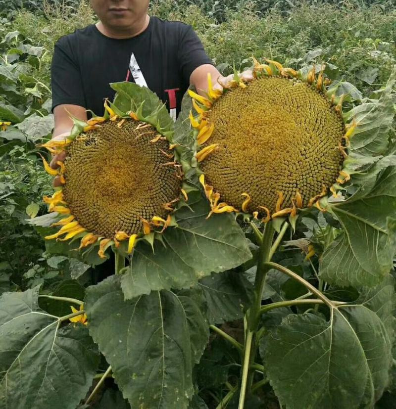 甘肃临夏精品油葵出油率高，水分少，杂质少，全国发货