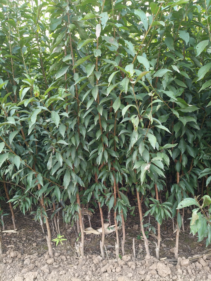 蜂糖李子苗，龙李，樱桃李，法兰西西梅，黄金西梅李品种纯正