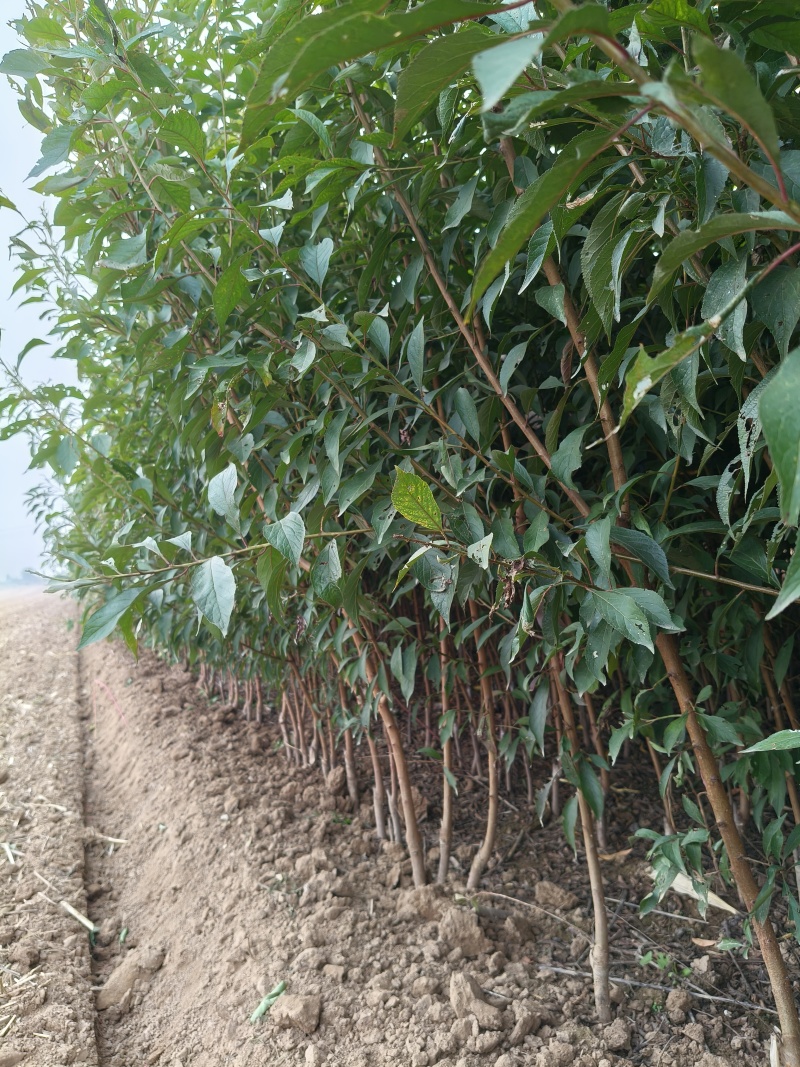 蜂糖李子苗，龙李，樱桃李，法兰西西梅，黄金西梅李品种纯正