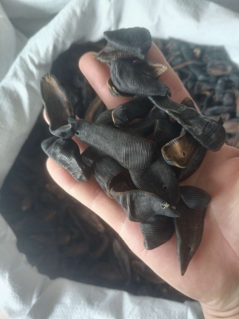 水蛭蚂蝗吊干水蛭批发零售各种中药材