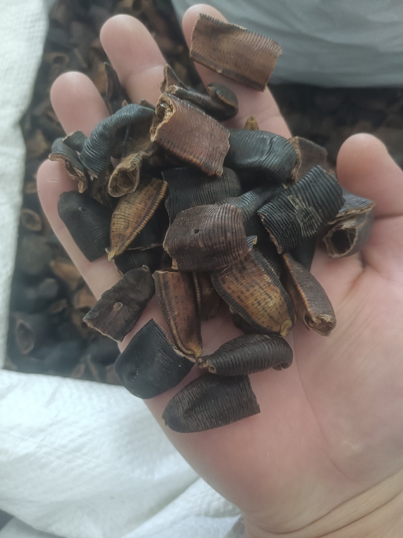 水蛭蚂蝗吊干水蛭批发零售各种中药材