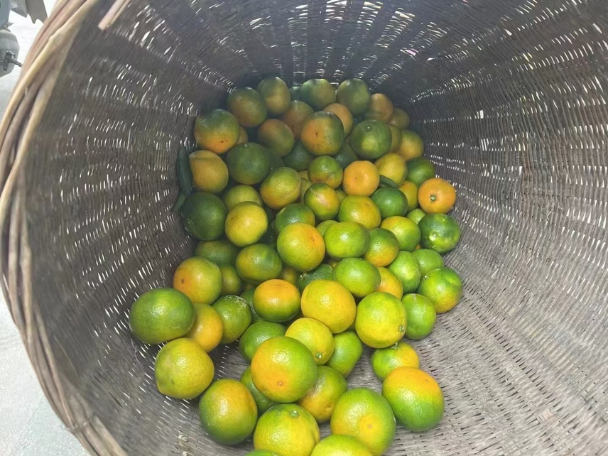 一个热闹的冬日集市,木质摊位上堆满了金黄色的蜜橘,顾客正在挑选,商贩剥开一颗蜜橘,果皮飞溅瞬间释放出雾状香气,周围悬挂着‘新鲜蜜橘上市’的招牌 冬日市集上的蜜橘摊位特写