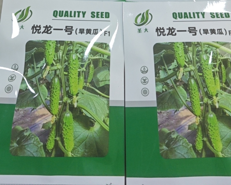 旱黄瓜种子黄瓜种子产量高水果黄瓜种子