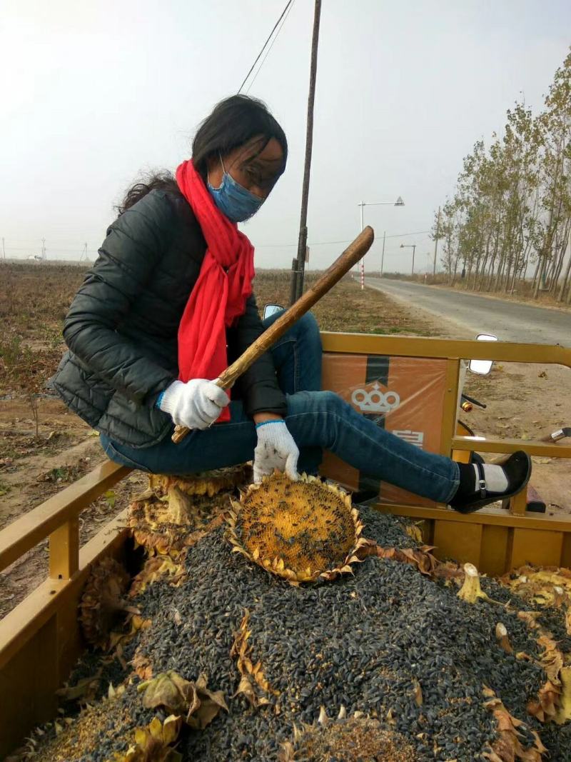 精品油葵榨油专用出油率高杂质少水分少价格优惠全国发货
