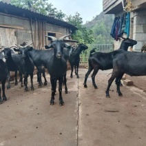 本地黑山羊山羊，肉质鲜美，质量保证，诚信经营，欢迎采购