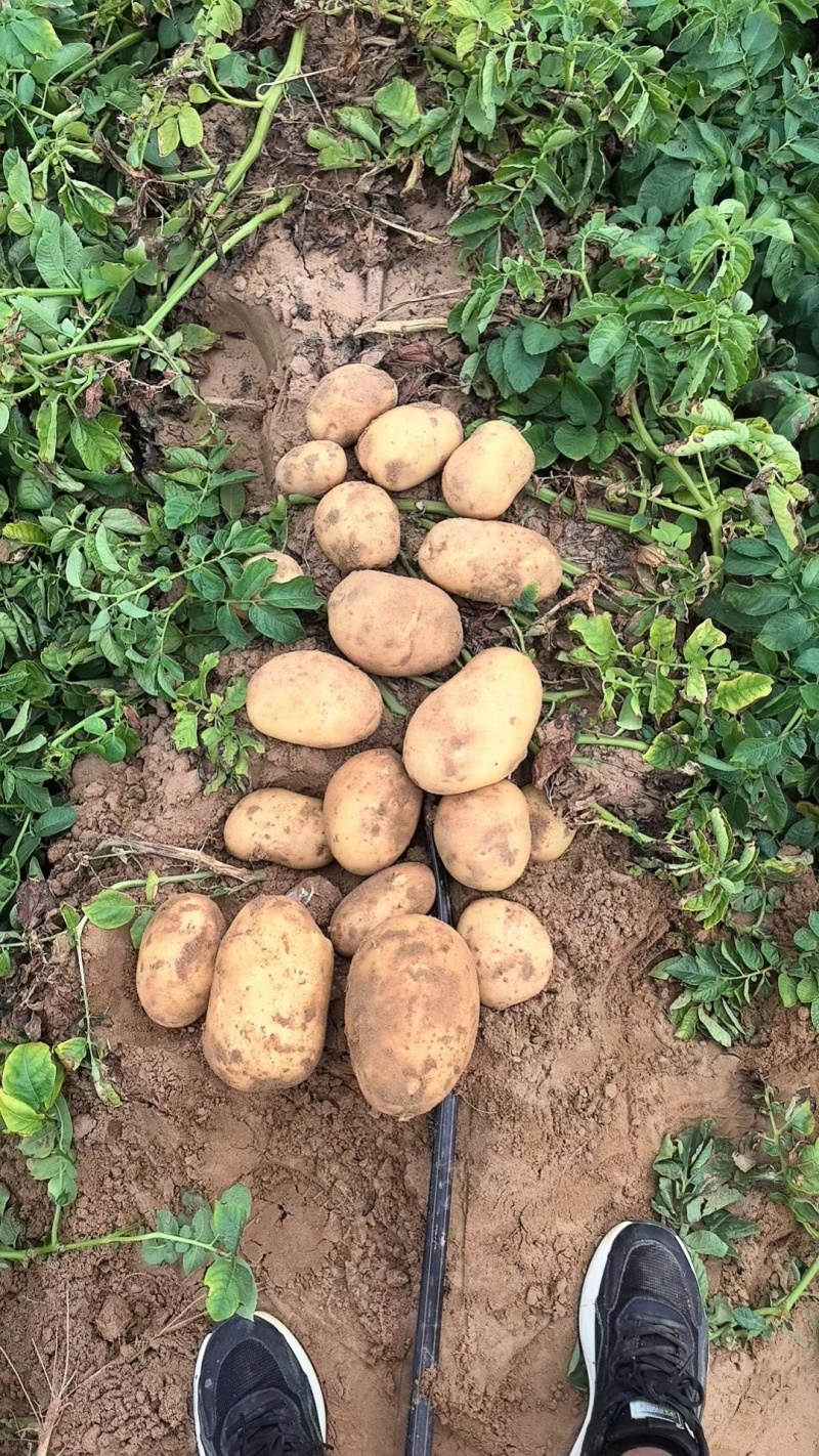 陕北定边及附近土豆代发，主要以v7，实验一，沃土五号为主