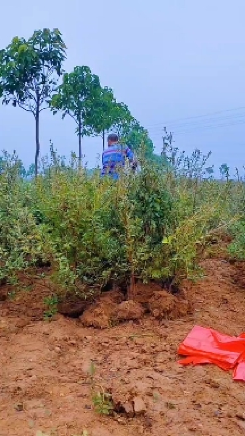 映山红黄杜鹃苗一手货源批发