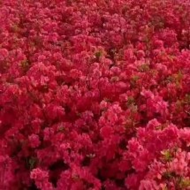 映山红黄杜鹃苗一手货源批发