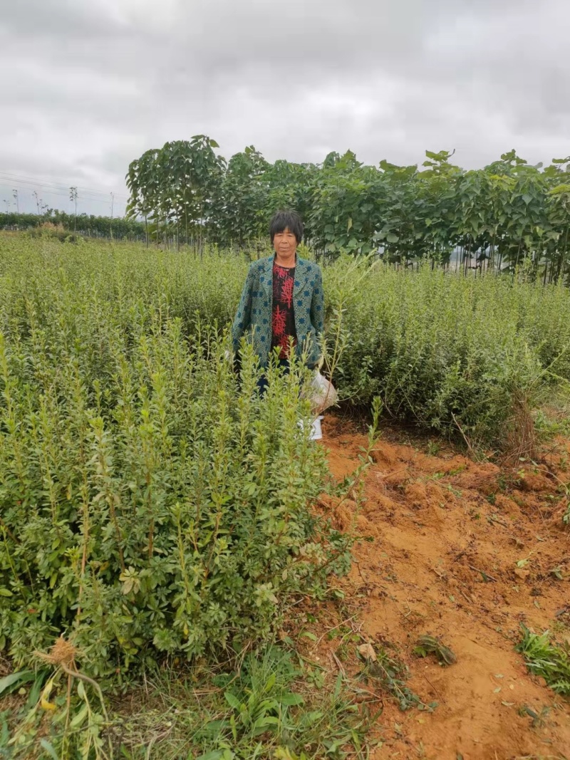 映山红黄杜鹃苗一手货源批发