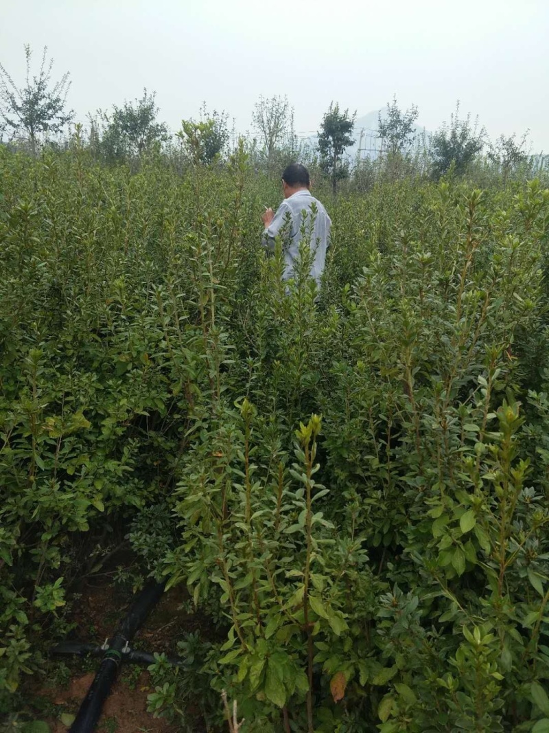 映山红黄杜鹃苗一手货源批发