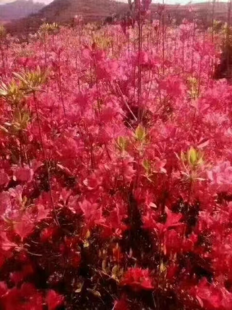 映山红黄杜鹃苗一手货源批发
