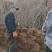 映山红黄杜鹃苗一手货源批发